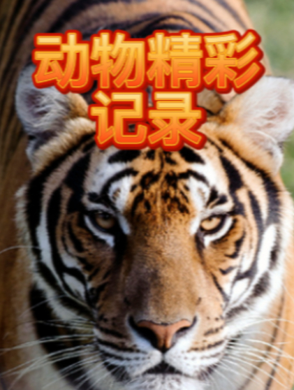 超级大鳄鱼世界上最大的鳄鱼,7米长2000斤4