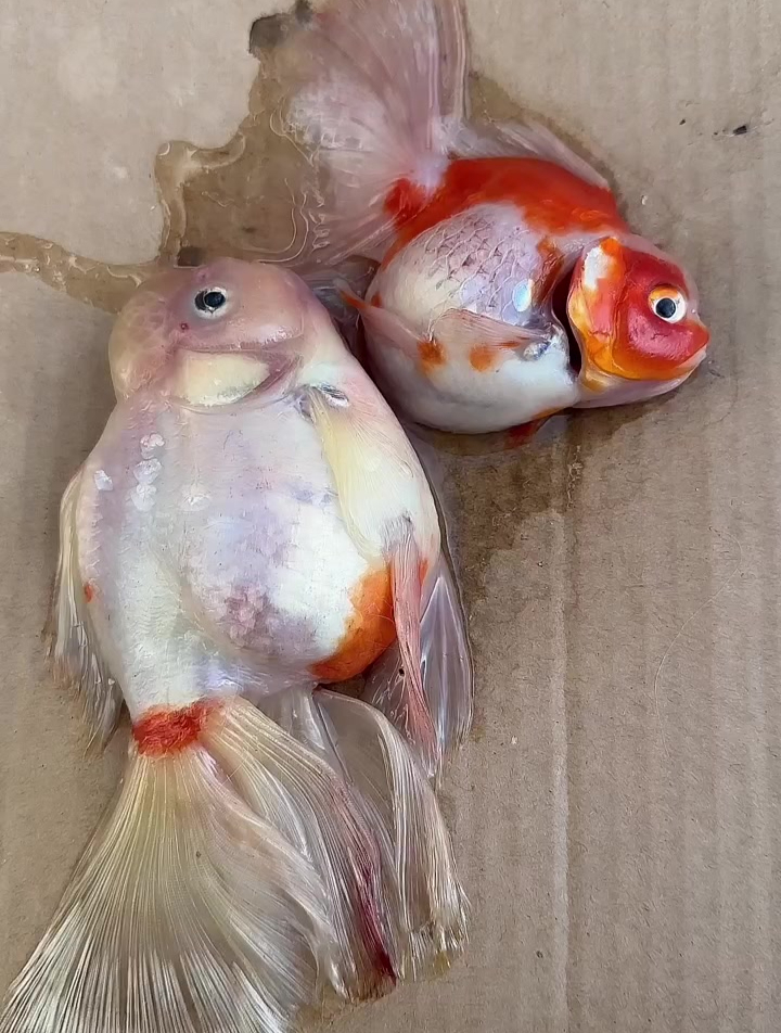 失漂捞出来20多个小时还活着,我知道你们都不信,简直就是奇迹