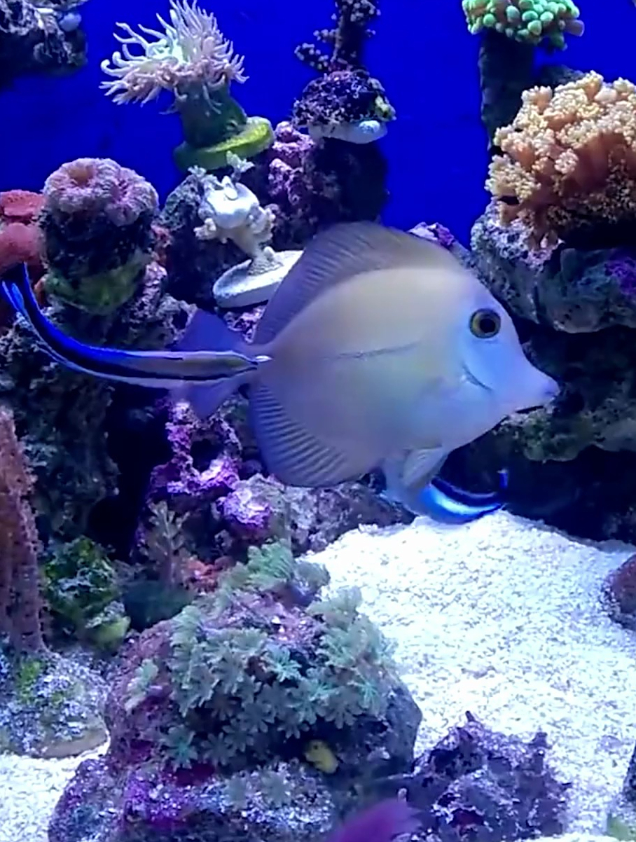 海洋妙手裂唇鱼!