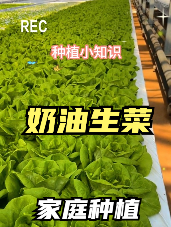 有“蔬菜王”之称的奶油生菜,长得像花一样,吃起来柔软细腻!