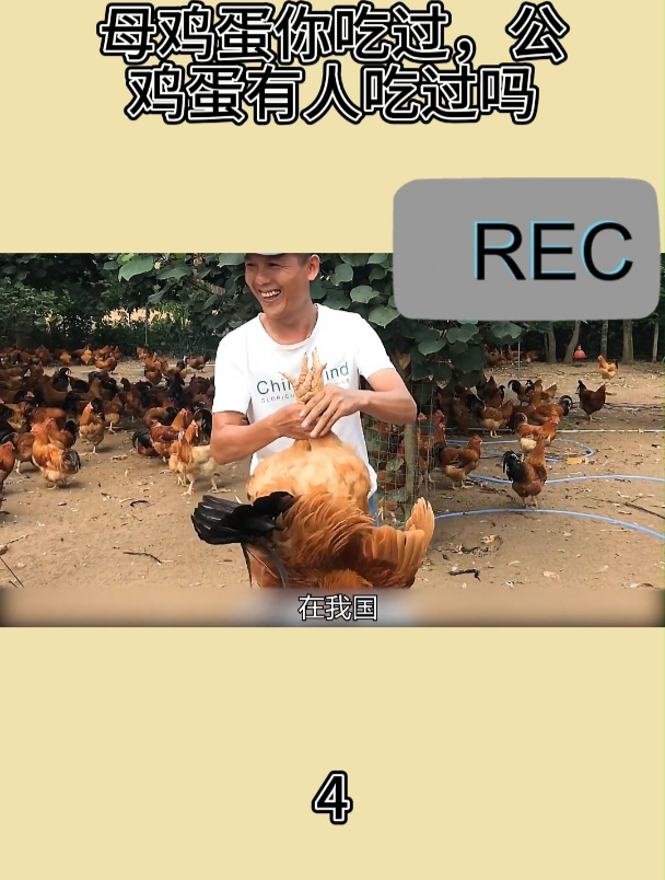 母鸡蛋你吃过,公鸡蛋有人吃过吗4