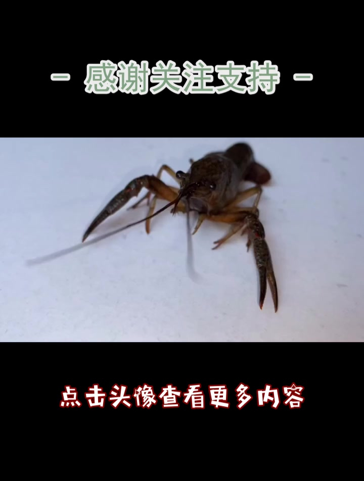 把1只小龙虾和100只蟑螂关一起!会发生什么事?
