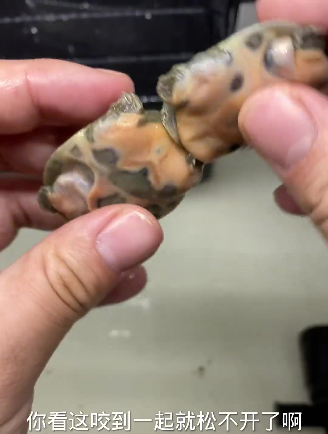 今天开箱小甲鱼~