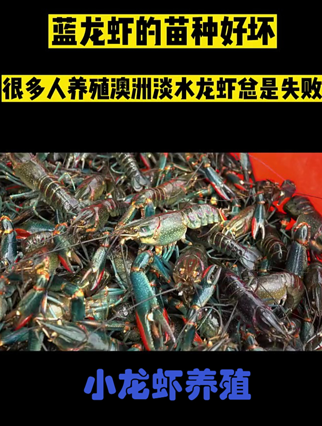 澳洲淡水龙虾养殖,苗种好坏是成功的第一步