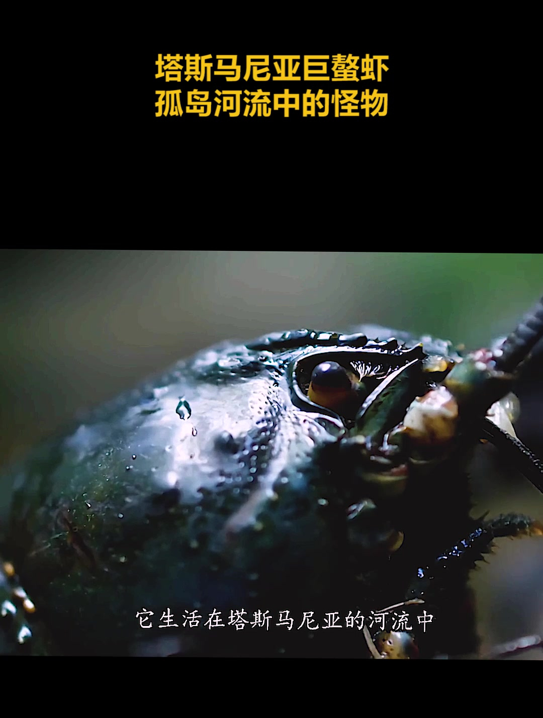 塔斯马尼亚巨螯虾,孤岛河流中的怪物(1)