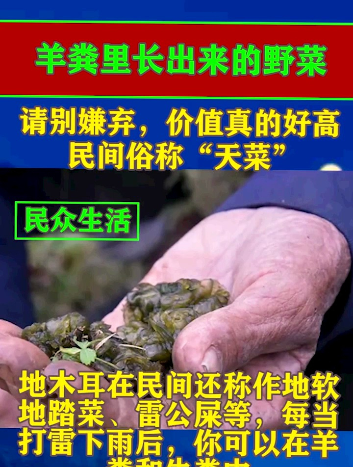 羊粪里长出来的野菜,请别嫌弃,价值真的好高,民间俗称“天菜”