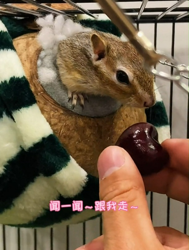 松鼠的夜宵都是车厘子,而我却还在馒头和包子中纠结