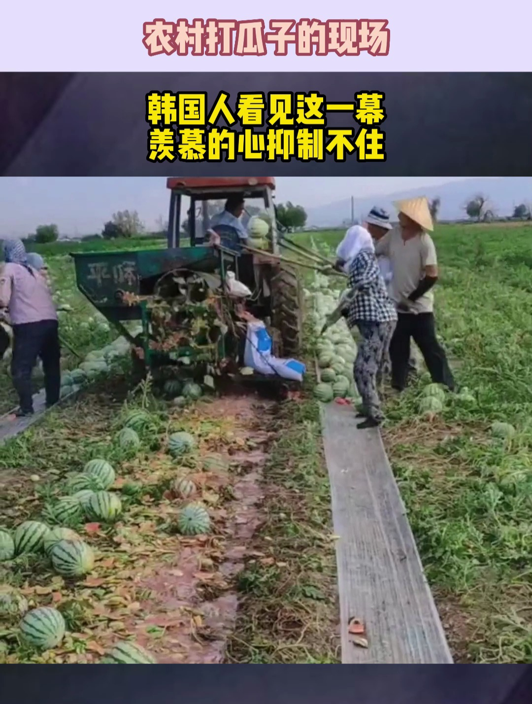 农村打瓜子的现场,韩国人看见这一幕,羡慕的心抑制不住
