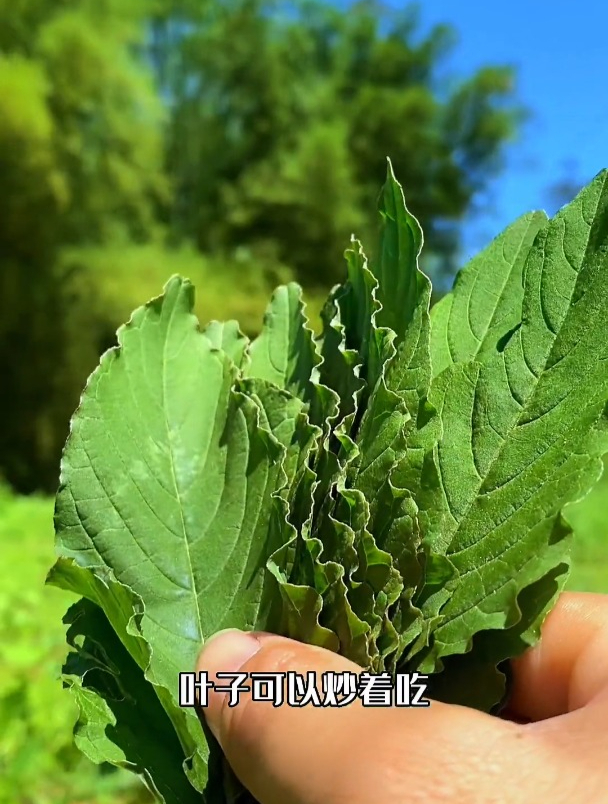 山间无杂草,认识全是宝:刺苋菜,你有吃过吗?