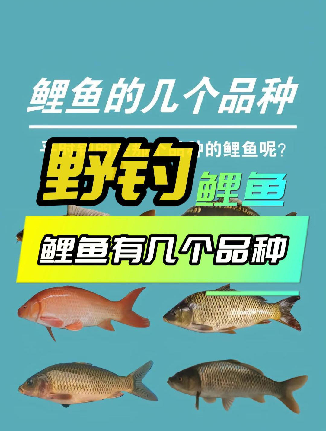 鲤鱼的种类有多少?你知道你钓到的是什么鲤鱼吗?