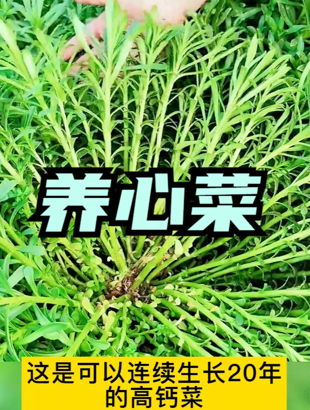 既能当茶喝又能当菜吃的养心菜,种一次吃几十年,还能阳台盆栽!