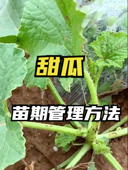 种植冰糖籽甜瓜想要高产?生长周期学会这样打顶,口感好,满地爬