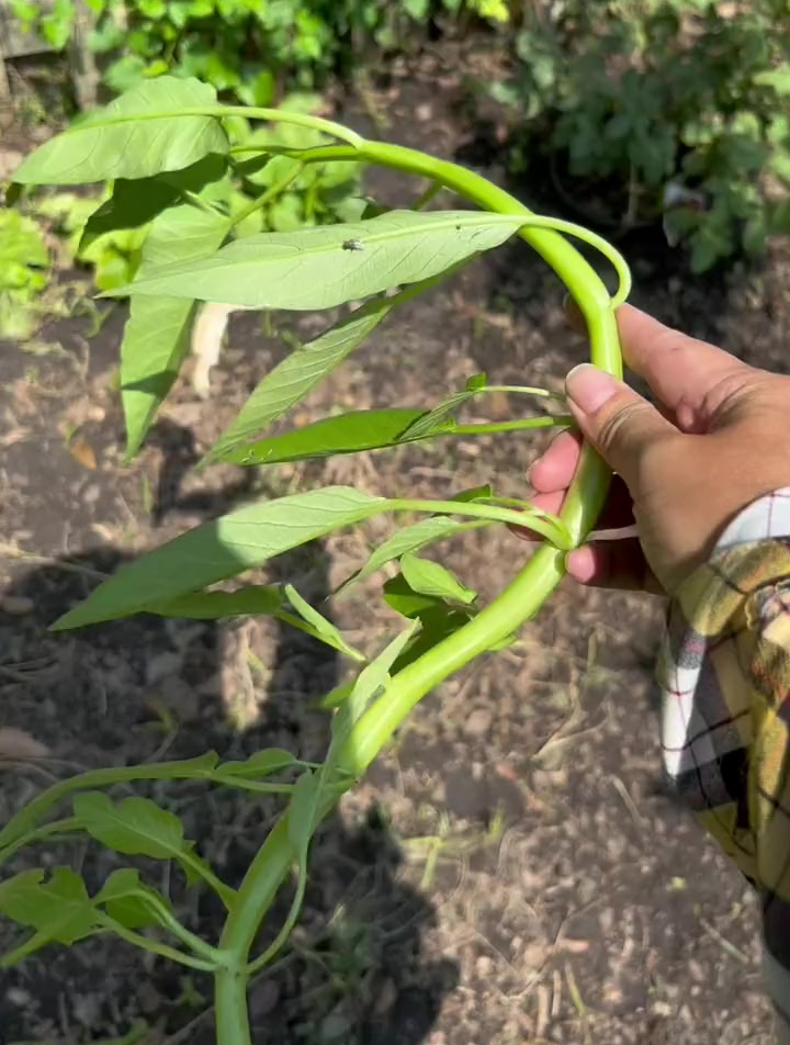 可能我是全网第一个这样用精细的时间段去记录空心菜生长期的