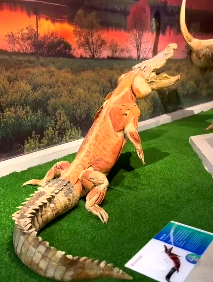科普标本,Chinese Alligator是什么呢?