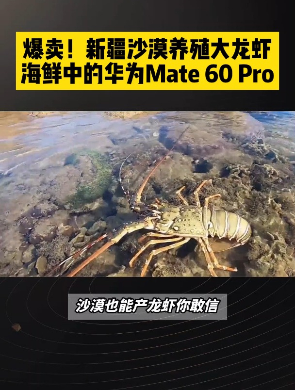 爆卖!新疆沙漠养殖大龙虾,海鲜中的华为Mate 60 Pro