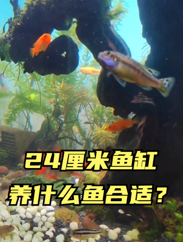 给你一个24厘米的鱼缸你会养什么鱼?