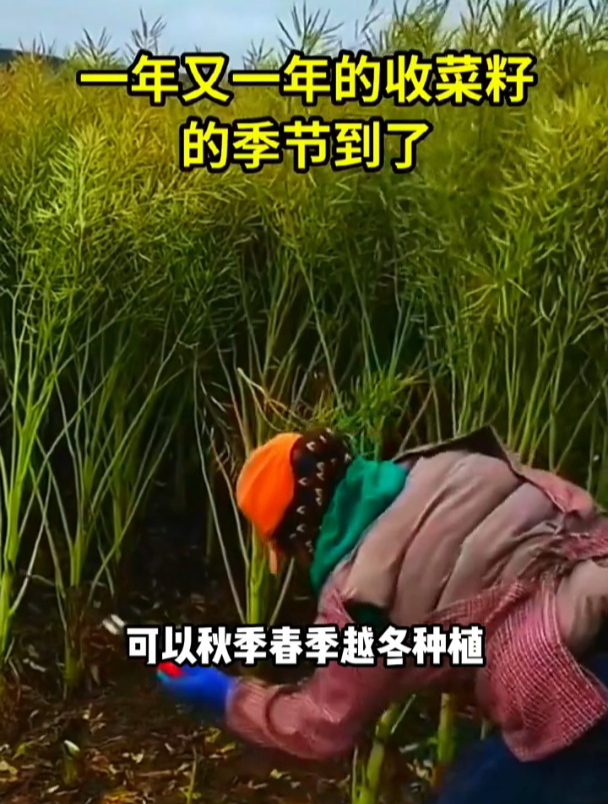 新品种杂交油菜籽,抗倒伏,籽粒饱满,堪称“一斤油菜出半碗油”
