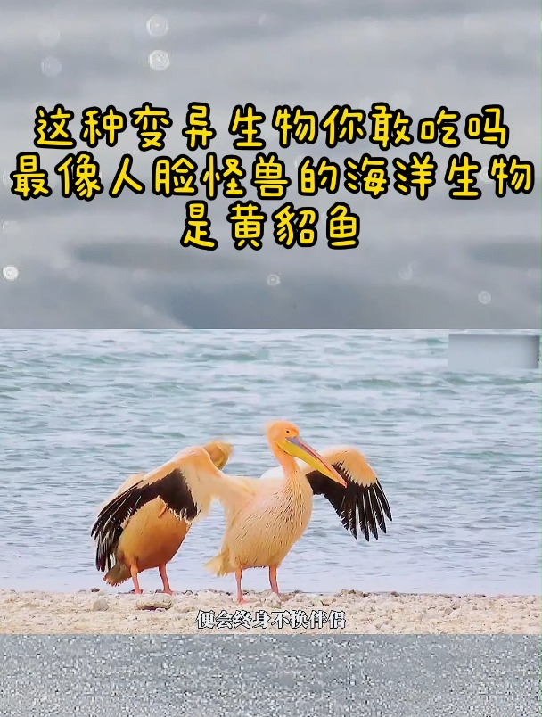 这种变异生物你敢吃吗,最像人脸怪兽的海洋生物是黄貂鱼