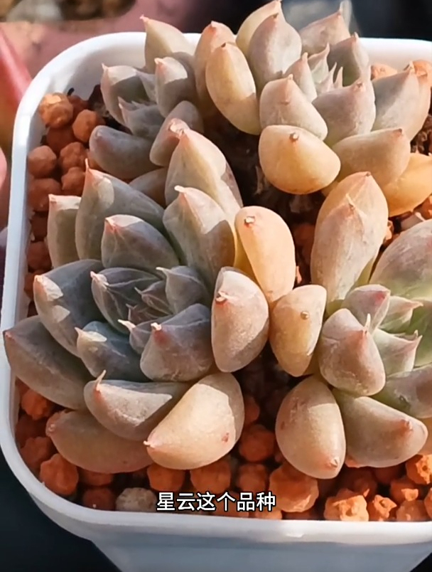 认多肉.养多肉之星云,阳光和颗粒,会让它既有暗纹又有糖心