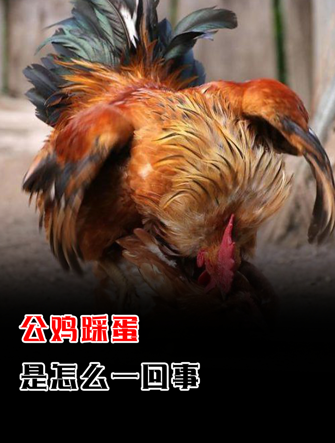 公鸡为什么要踩蛋?这到底是什么意思