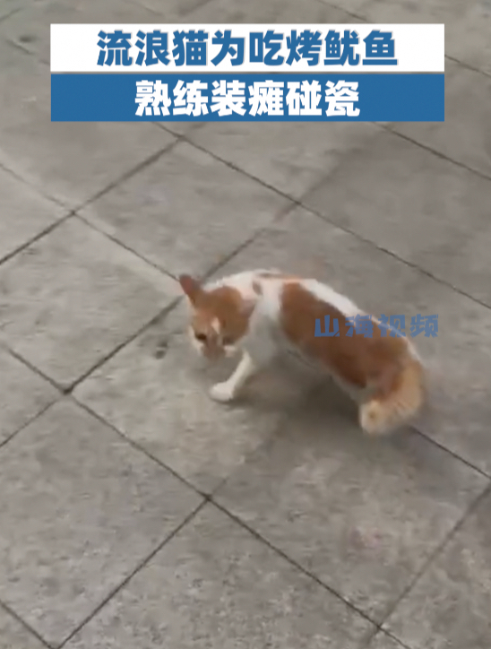 猫咪能有什么坏心思?流浪猫为吃烤鱿鱼熟练装瘫碰瓷