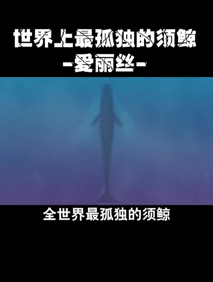 全世界最孤独的须鲸——爱丽丝鲸鱼海洋生物科普涨知识