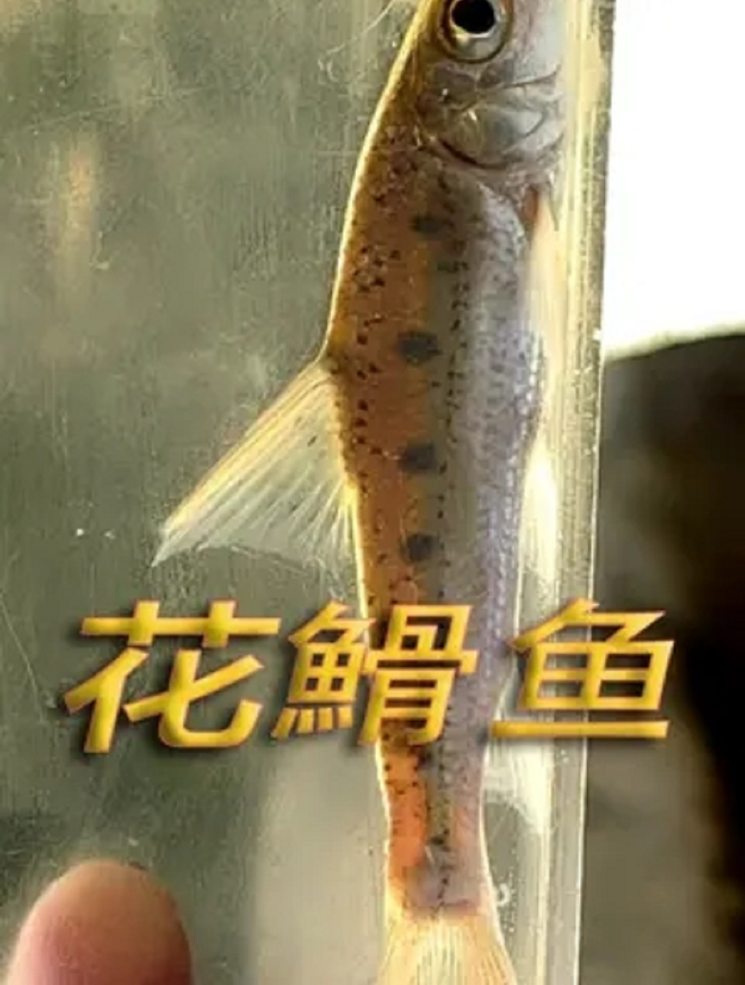 本土原生鱼——花鱼(勾鼻鲮)