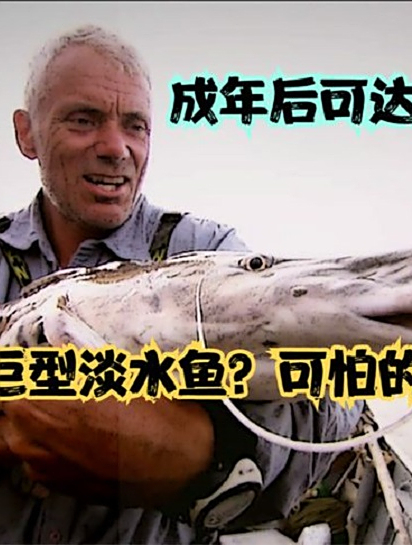 吃人的巨型淡水鱼?可怕的欧洲巨鲶,成年可达300公斤,一口吞人4