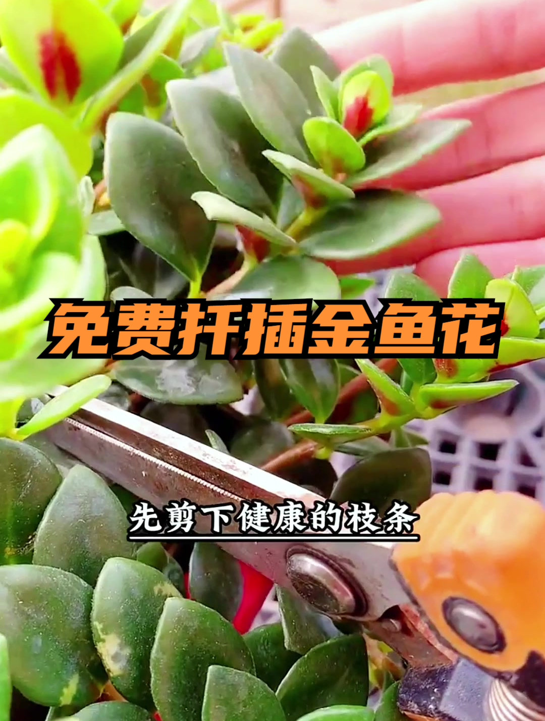 扦插金鱼花的3个技巧,易成活生根快,越养越惊喜,开花鲜艳多姿