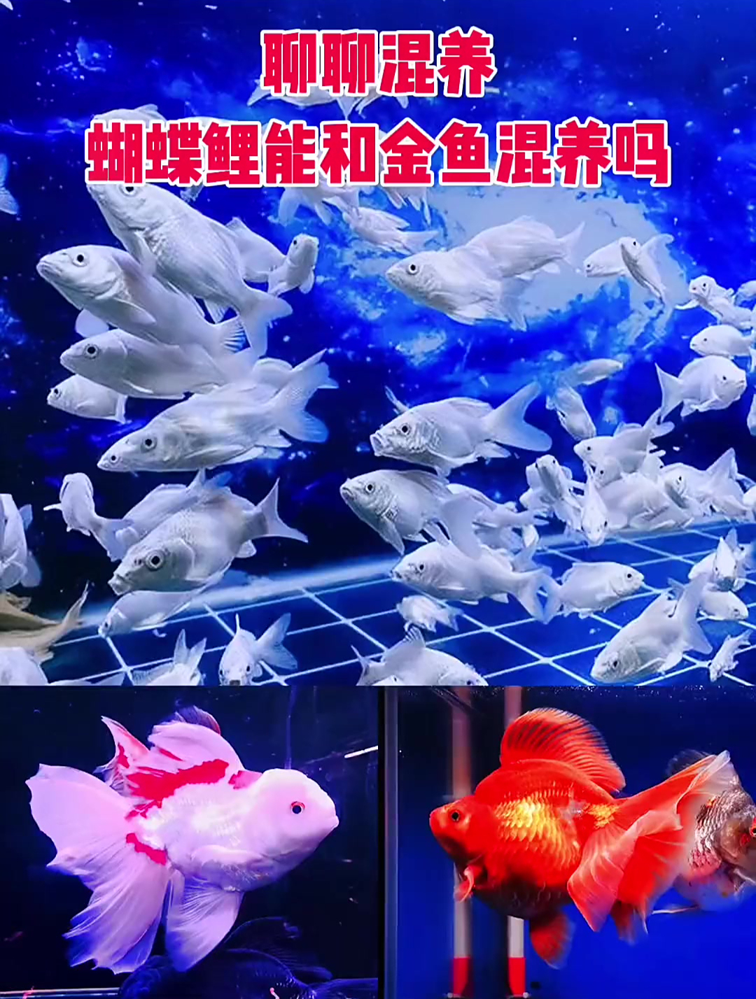 聊聊混养,蝴蝶鲤能和金鱼混养吗?