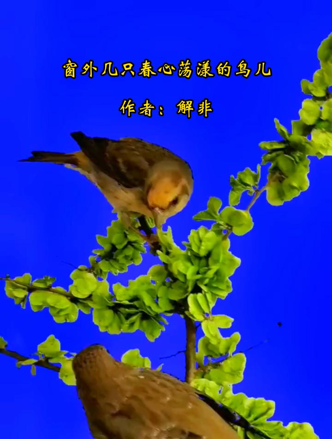 窗外几只春心荡漾的鸟儿