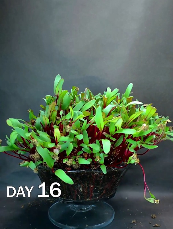 芽苗菜16天生长全记录