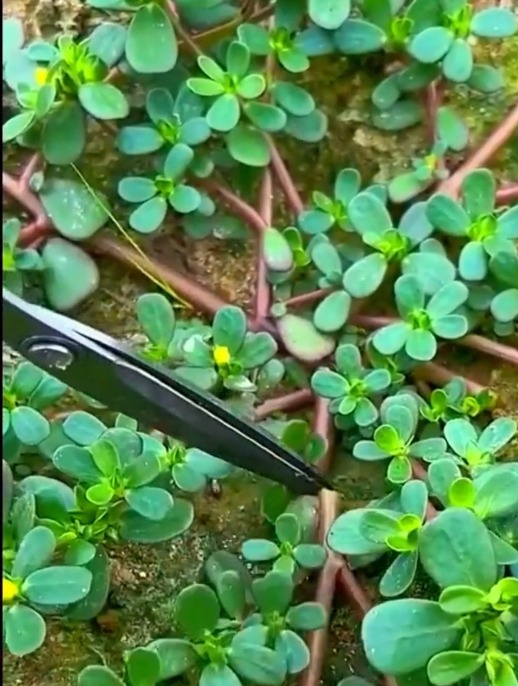 种植苋菜讲方法,这样多做一步,苋菜长得又嫩又翠绿,产量翻倍