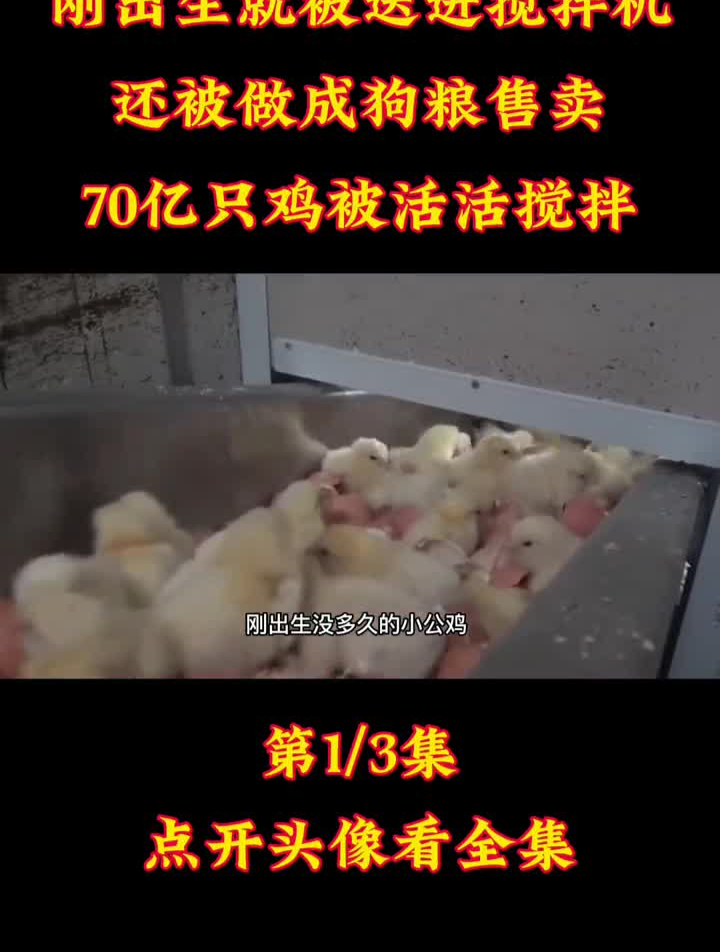 刚出生就被送进搅拌机,还被做成猫粮售卖!