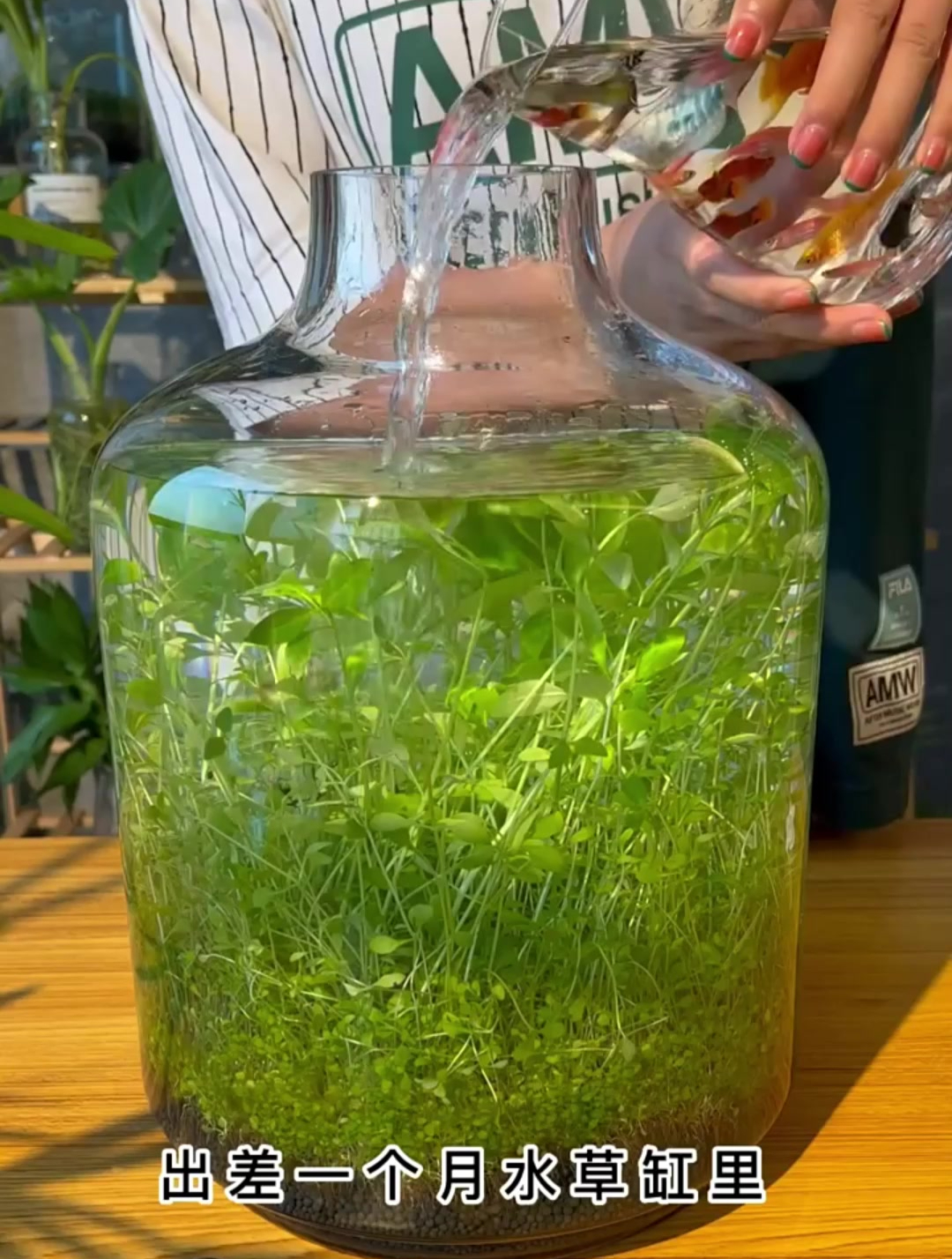 出差回来的惊喜,小鱼新家氧气充足,过几天就会生鱼宝宝了
