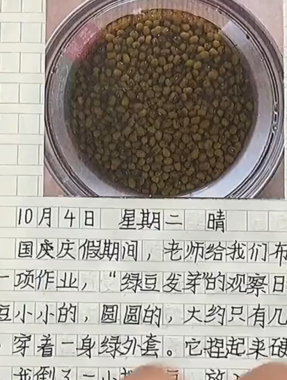 老师布置国庆假期作业观察绿豆发芽,9岁男孩写作文配上贴图