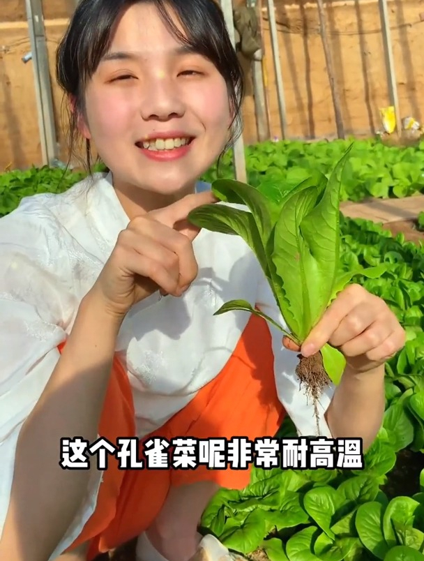 农村高温蔬菜,现在种植还不晚,撒籽浇水就长一大片,涮火锅一绝