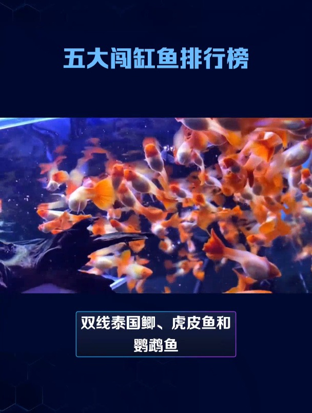 养鱼指南:新手该如何开缸?