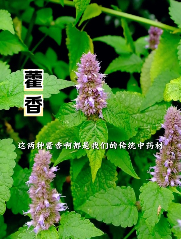 正气水里有藿香吗