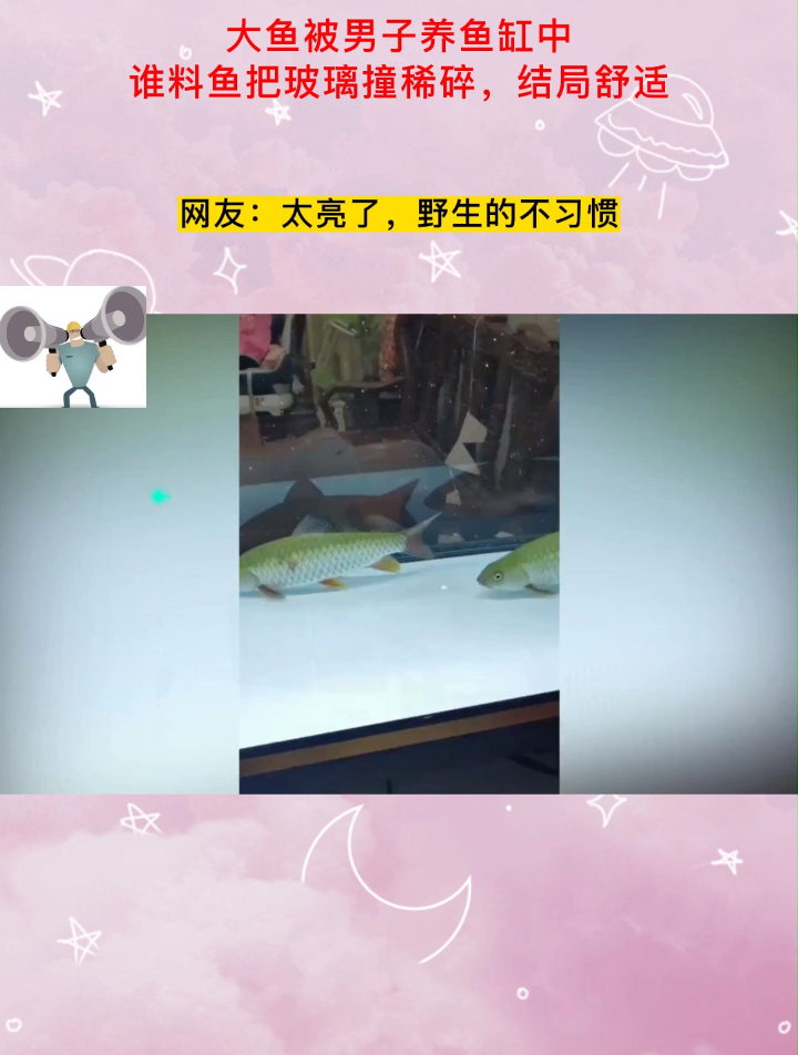 大鱼被男子养鱼缸中,谁料鱼把玻璃撞稀碎,结局舒适