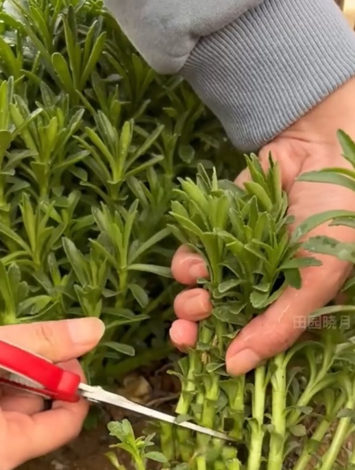 养心菜又称称为“救心菜”,老人小孩常吃好处多多,营养丰富!