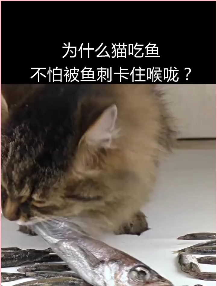 为什么猫吃鱼不怕被鱼刺卡住喉咙?
