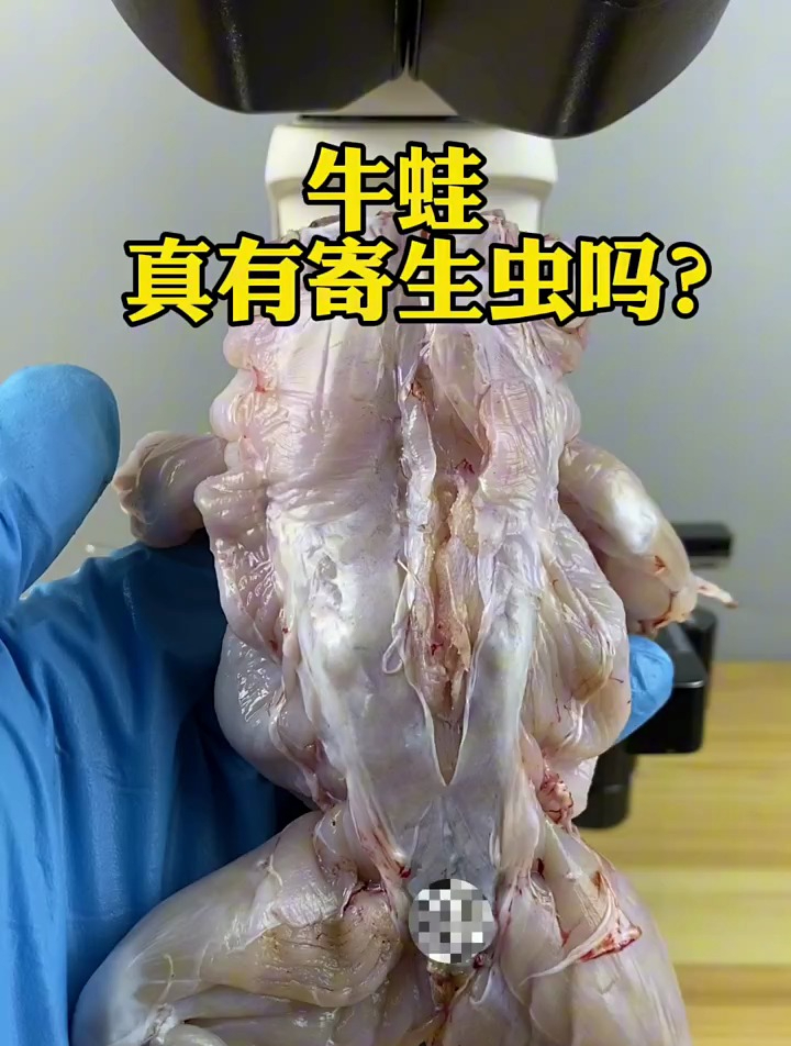 牛蛙真的有寄生虫吗?