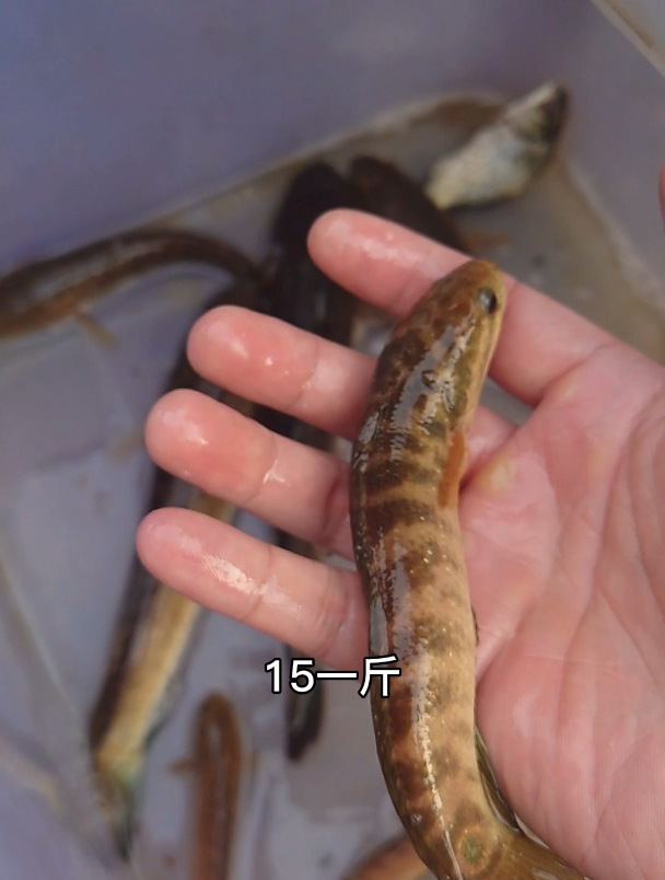 菜市场找到观赏鱼,热情的老板送了一条山斑鱼,你们那里叫什么?