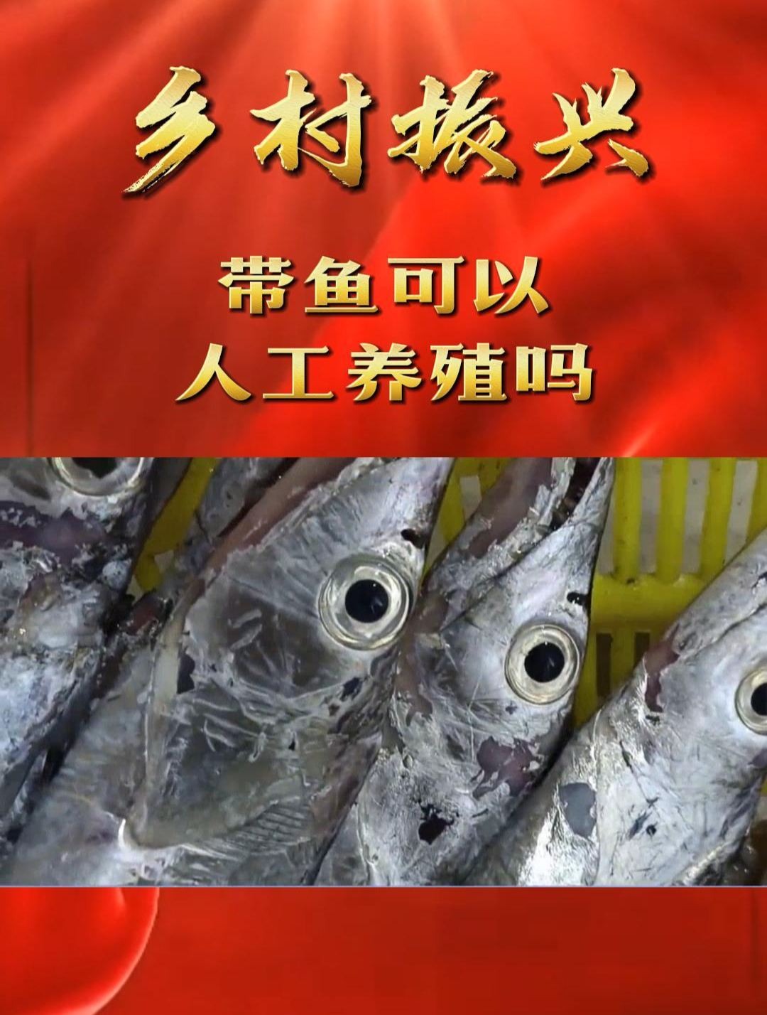 「乡村振兴」带鱼可以人工养殖吗