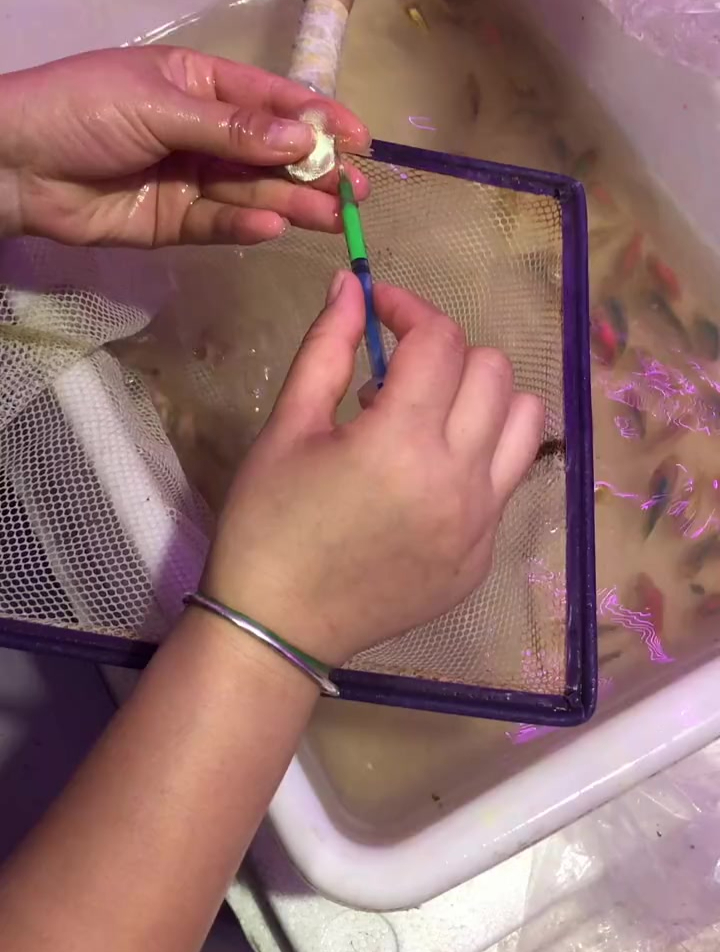 揭秘彩裙鱼颜色的由来