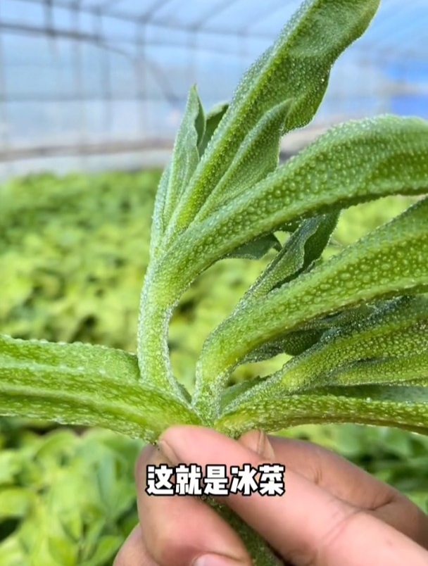 这菜一棵能长到10斤重,堪称天然“补钙王”,叶子还能撇着吃