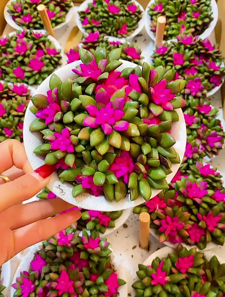 你知道这个多肉植物叫啥名字吗