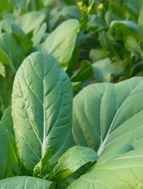 比小油菜更香脆的四九菜心,种植简单易管理,全家都爱吃!