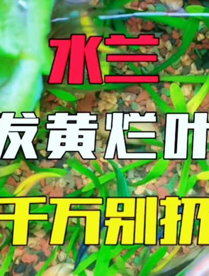 水兰发黄烂叶千万别扔!
